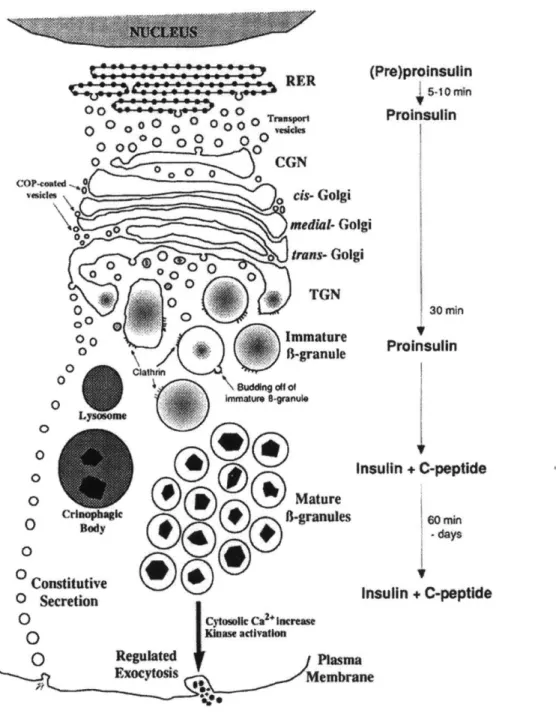 Figure 4. Insulin secretion  pathway.  Newly made proinsulin in the rough endoplasmic reticulum  (RER)  is  transferred to the  cis-Golgi  network (CGN)