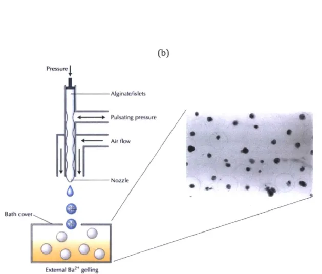 Figure 10.  Schematic  diagram of islet encapsulation.  (a)  An air-jet droplet generator is used to encapsulate  islet cells with alginate;  (b)  Rat islet cells  encapsulated  in alginate hydrogel