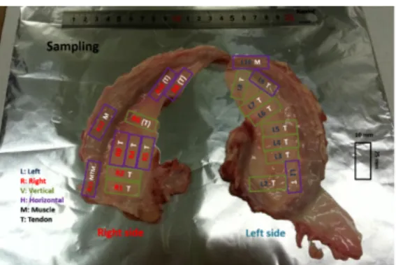 Figure 2: Sampling from the fresh pig’s diaphragm from left to  right part 