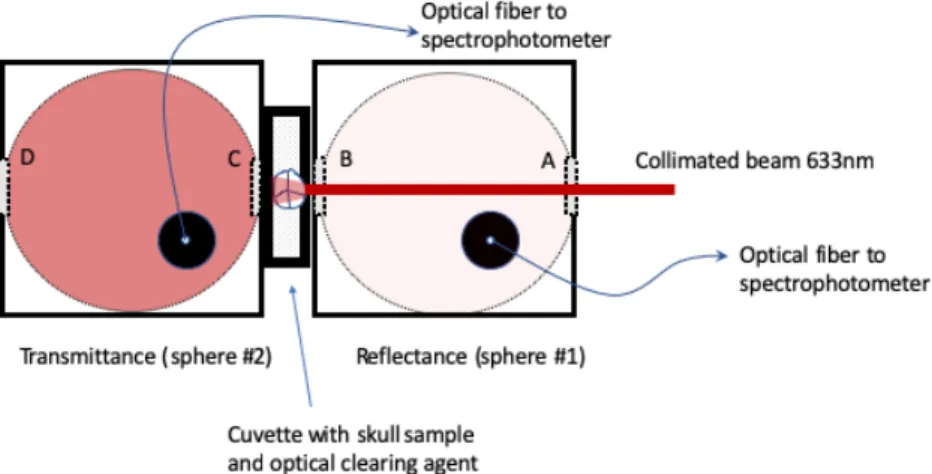 Figure 1. In vitro set-up for the dynamic study of mice skull clarification process. 