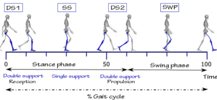 Fig. 1: Illustration of  the walk phase:  First double support (DS1), single  support (SS), second double support (DS2) and swing phase (SWP)