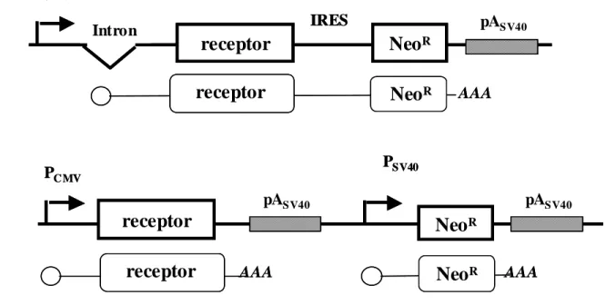 Figure 1  Intron IRESPC MVDNAmRNA AAAreceptorABPC MVPSV40mRNADNANeoRNeoRNeoRreceptor