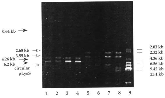Figure 1.4  Restriction  digest pattern with BamHI, and NotI+NdeI.  Lane 1-4:  colony 1-4 with BamHI; Lane 5-8:  colony  1-4 with NotI+NdeI