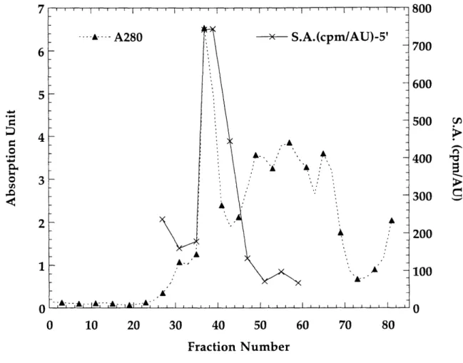 Figure  1.15 Q-Sepharose  column  elution profile:  A280  reading  and  specific  activity (cpm/AU) vs