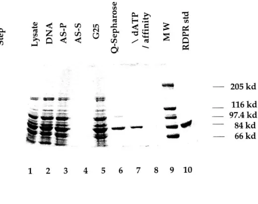 Figure 1.17  Sample SDS-PAGE  gel for T. acidophila RDPR purification.  AS-S: