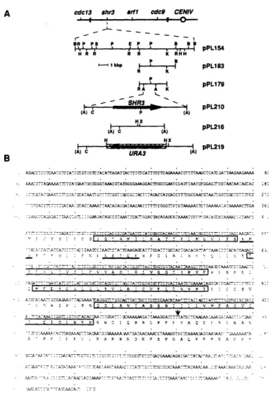 Figure 1. SHR3  Chromosomal  Location,  Plas- Plas-mids, and Gene Sequence