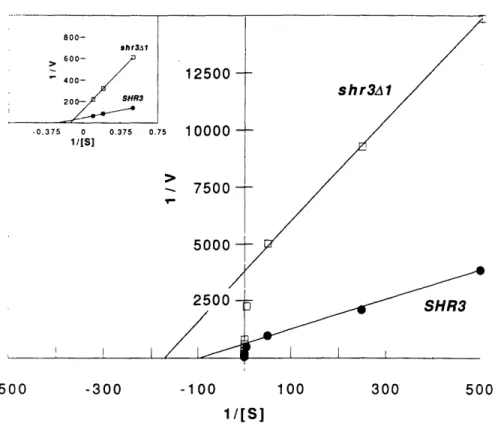 Figure 2.  Kinetic Analysis of Histidine Uptake into SHR3 and shr3 Cells