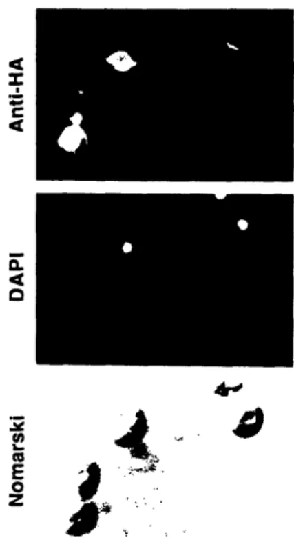 Figure 3.  Localization of  Epitope-Tagged SHR3 Using  an  Anti- Anti-Hemagglutinin  Monoclonal  Antibody