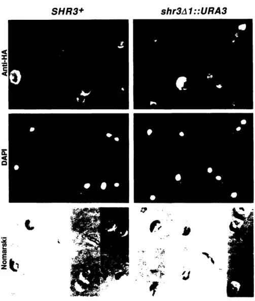 Figure 4.  Localization  of Epitope-Tagged  GAP1 in SHR3 and shr3 Strains