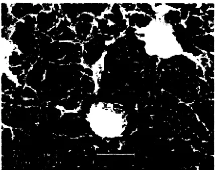 Figure  3.  SEM  image  of chondrocytes  cultured on  poly(L-lactide)  scaffold.  Average  fiber diameter  is  215  ntm