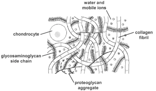 Figure 1:  A schematic of the macromolecular structure of cartilage. 