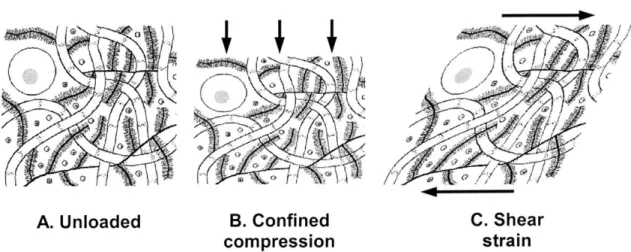 Figure 4:  A  schematic  of cartilage  in  various states  of deformation.  Confined  compression  of cartilage  induces  fluid  flow  in addition to  matrix deformation  (B),  whereas  shear strain causes deformation  only  (C).