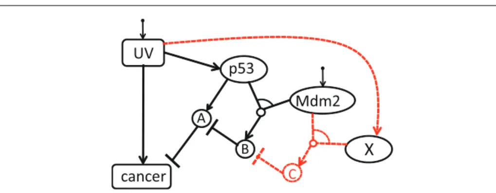 Fig. 1 Causal network of the p53 pathway