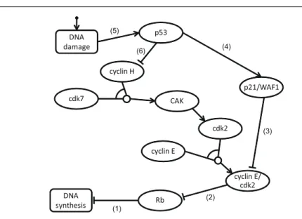 Fig. 2 Causal network of the CDK pathway