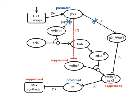 Fig. 3 p53-cyclin E-mediated pathway