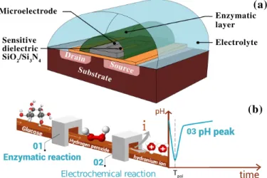 Fig. 1. (a) Schematic representation, (b) glucose detection principle using ElecFET device.