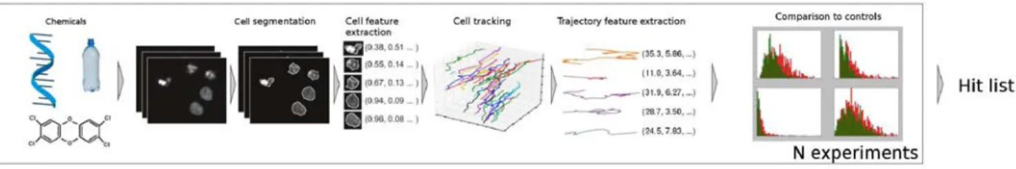 Fig. 1. Overview of MotIW. Images are acquired and segmented. Object features are extracted, which are used for cell tracking.