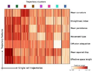 Fig. 3. Characterization of our ontology of trajectories. Each column is a single cell trajectory ; trajectories are grouped by cluster label