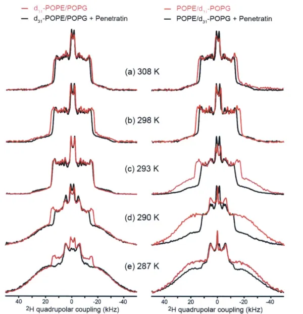Figure  S3.3.  Influence  of penetratin  on  the  POPE/POPG  membrane  disorder,  as  detected  from  the  2 H spectra  of d 31 -POPE (left column)  and d 31 -POPG  (right column)  at (a)  308 K,  (b)  298  K, (c)  293  K,  (d)  290 K,  and  (d)  287  K