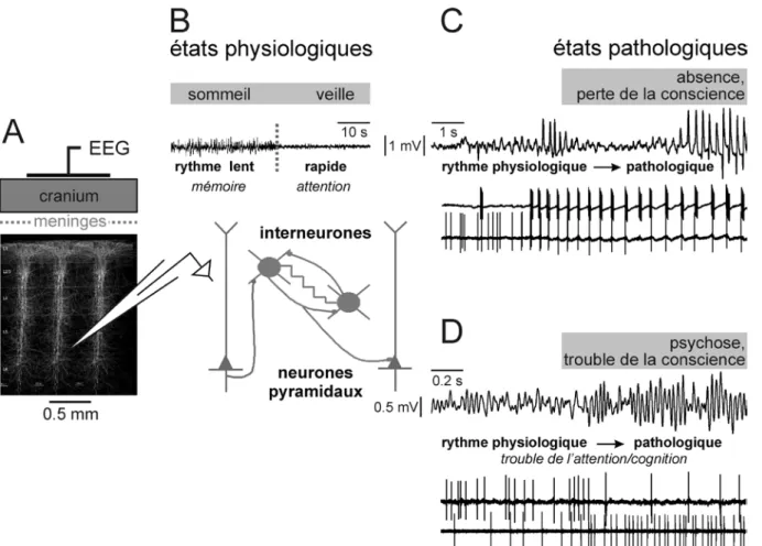 Figure 9. Rythmes cérébraux, biomarqueurs d’états physiologiques et pathologiques. Les rythmes  cérébraux sont engendrés dans des structures corticales et sous-corticales