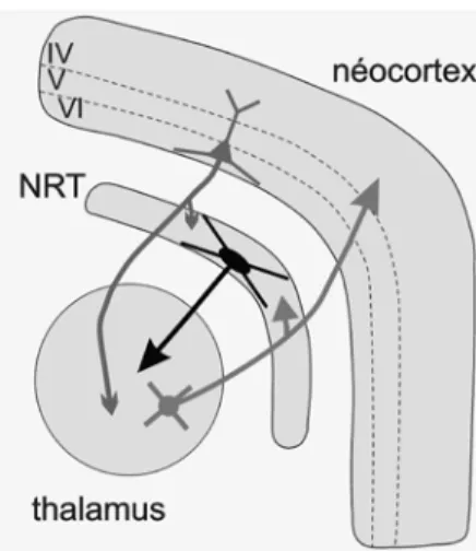 Figure 3.  Représentation très schématique du  système thalamocortical (TC). Les neurones du noyau  réticulaire thalamique (NRT) se projettent exclusivement  dans le thalamus
