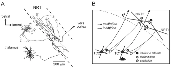 Figure 7.  Substratum d’un mécanisme d’inhibition latérale. Les neurones NRT et TC forment  entre eux des circuits ouverts