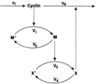 FIG. 1. Minimal cascade model for mitotic oscillations. Cyclin is synthesized at a constant rate (vi) and triggers the transformation of inactive (MI) into active (M) cdc2 kinase by enhancing the rate of a phosphatase (E1); a kinase (E2) reverts this modif