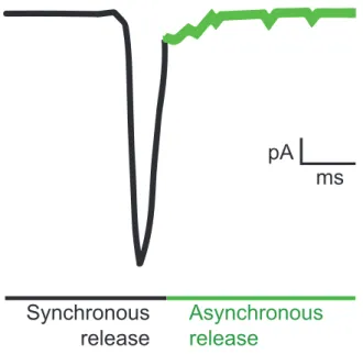 Figure 3. Evoked neurotransmitter. Nerve stimulation triggers neurotransmitter release that  can be divided into two kinetic phases called synchronous and asynchronous release