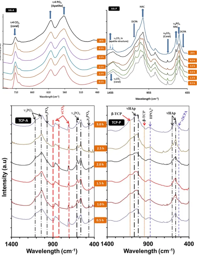 Figure 2: FTIR spectra of experimental products, sampling after every 30 minutes for the first 3 hrs and after 24hrs  of the conversion process of; Coral to HAp using (NH 4 ) 2 HPO 4 -HA-A, Coral to HAp using H 3 PO 3  –HA-P,  Coral to  TCP by using (NH 4 