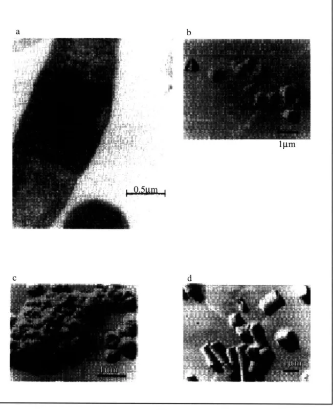 Figure  2.1:  Electron  micrographs  of inclusion bodies  in E. coli.  a) EM of cytosolic inclusion  bodies of signal sequence  deletion  mutant of P-lactamase  expressed  in  E.