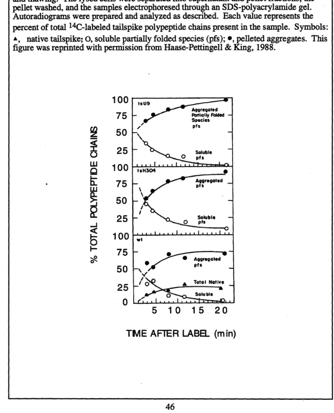 Figure 2.5:  Time course  or intracellular  aggregation.  The  cells were infected and pulse- pulse-labeled with  1Ci/mL  14 C-amino acids  as  described (Haase-Pettingell  &amp; King,  1988) with wild type  and temperature-sensitive  folding  mutants, H30