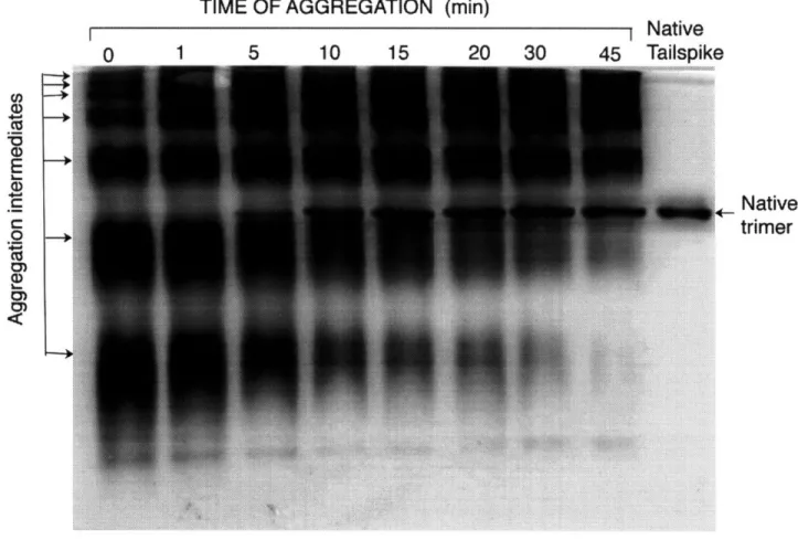 Figure  3.2: In  vitro aggregation kinetics of  P22 tailspike protein.  Denatured tailspike chains in 5M  urea, pH  3 were  diluted 20-fold to  100ug/mL protein  at 20C  and 0.8M  urea in 40mM  sodium phosphate  buffer, pH 7.6