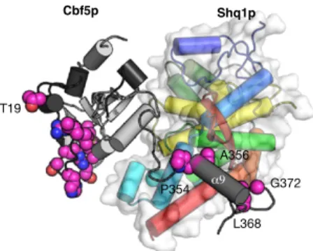 Figure 7. The C-terminal extension of NAP57 that is specific to eukaryal enzymes stabilizes the SHQ1/NAP57 complex