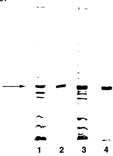 Figure  3.3  Tubulin  is  the  predominant  protein  in  eluates  from  AlE  7  or B1BE2  beads