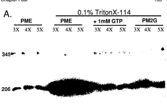 Figure  4.2.  Western  Blots of Elutions of Alpha-  and  Beta-tubulin  from  A1 BG7 and  B1 BE2  Beads  with  Different  Buffers