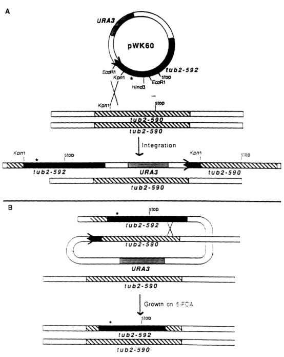 Figure  2.1.  (A)  chromosomal  integration  of  tub2-592,  introduced  into  tub2- tub2-590/tub2-590  strains  by the yeast  transforming  vector  pWK60