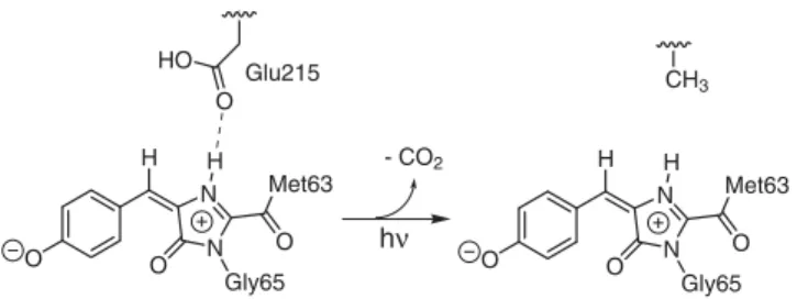 Figure 7. Scheme of the proposed decarboxylation of Glu215, which yields an irreversibly fluorescent zwitterion.