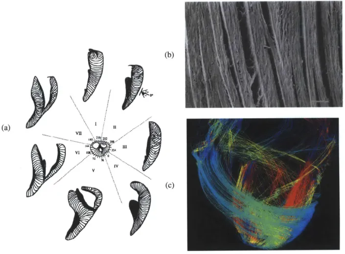 Figure 1-1:  Cardiomyocyte  Orientation in Native Myocardium