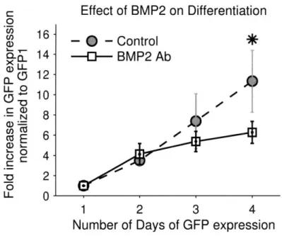 Figure 2-8:  Effect  of BMP2  on Differentiation