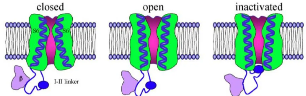 Figure  9 :  Modèle  d’inactivation  dépendante du  voltage  proposé  par  M.T.  An  et  G.W