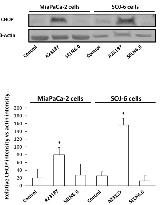 Figure 7. SELN cholesterol and UPR response. MiaPaCa2 and SOJ-6 cells were starved then incubated for 24h in the presence of the UPR inducer calcium ionophore A23187 (2.5 mg/ml), in the presence of SELN6.0 (16 nmoles cholesterol/ml) and in the absence of e