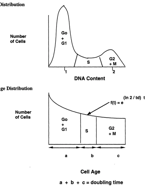 Figure  6:  Distribution  of Cells  by DNA Content  and  by Cell Age
