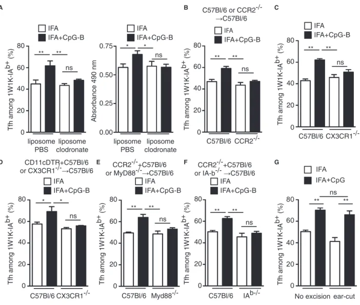 Figure 7 . moDC drive the increase in Tfh-cell development due to CpG-B adjuvantation.