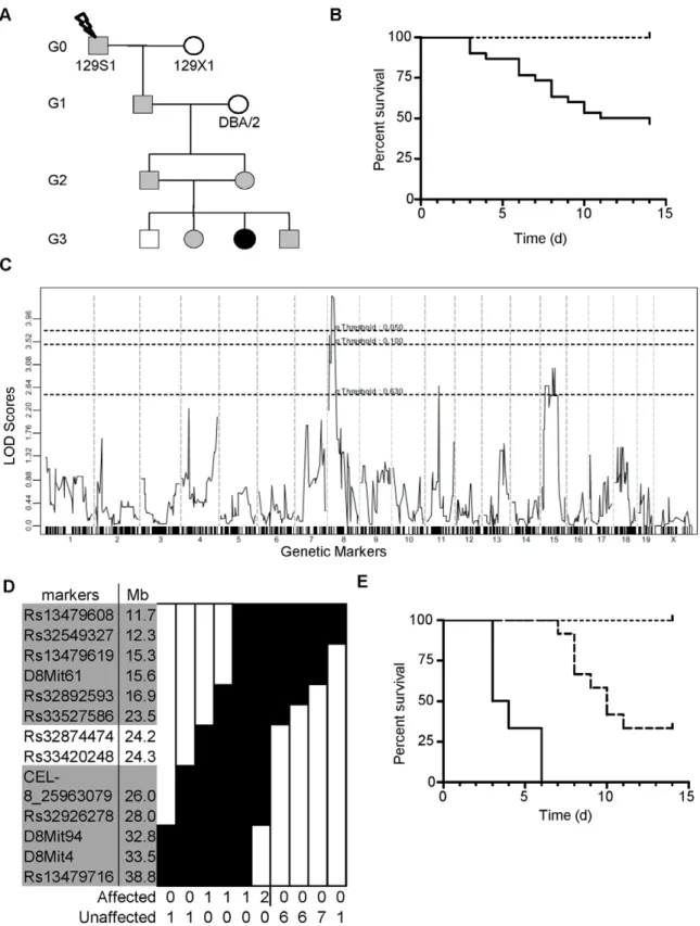 Figure 1. Identification and mapping of the Ity16 pedigree. A) Breeding scheme used to identify and map the mutant family