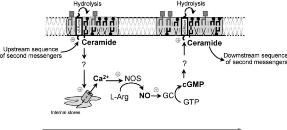 Figure 6. Model of a neuronal conduction of excitation without action potentials. Activation of neutral sphingomyelinase triggers ceramide production in rafts then the release of calcium from intracellular stores which activates the NO-cGMP pathway