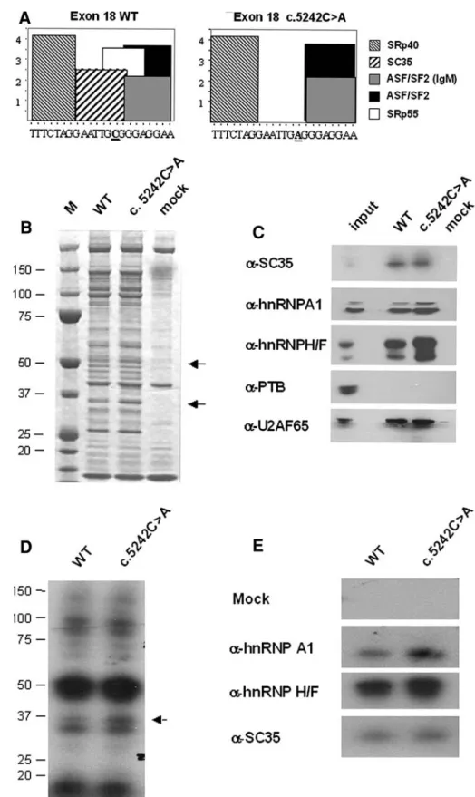 Fig. 2 The c.5242C [ A variant increases the RNA binding activity of hnRNP A1 and hnRNP H/F