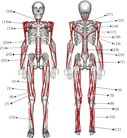 Fig. 14: Musculoskeletal model. The visual elements are based on the running model of Hammer [8].