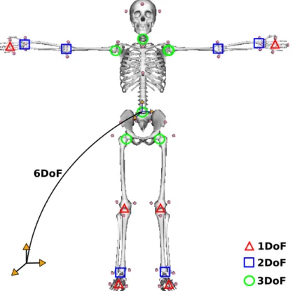 Fig. 1: Kinematics chain of the model. In order to model hinge joints (2 DoF), extra segments were added (talus and calcaneus, ulna and radius)