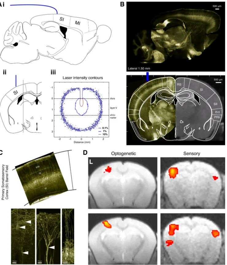 Figure 1. Optogenetic fMRI. Neural activation of layer V ChR2-expressing neurons by light stimulation evokes a reliable fMRI response that is equivalent to somatosensory response evoked by vibrissa deflection