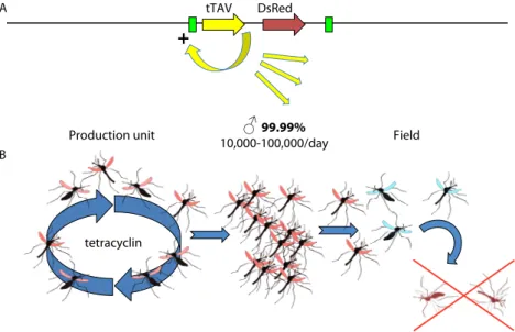 Figure 1. Principle of the release of insects carrying a dominant lethal gene (RIDL). (A) scheme of the transgene